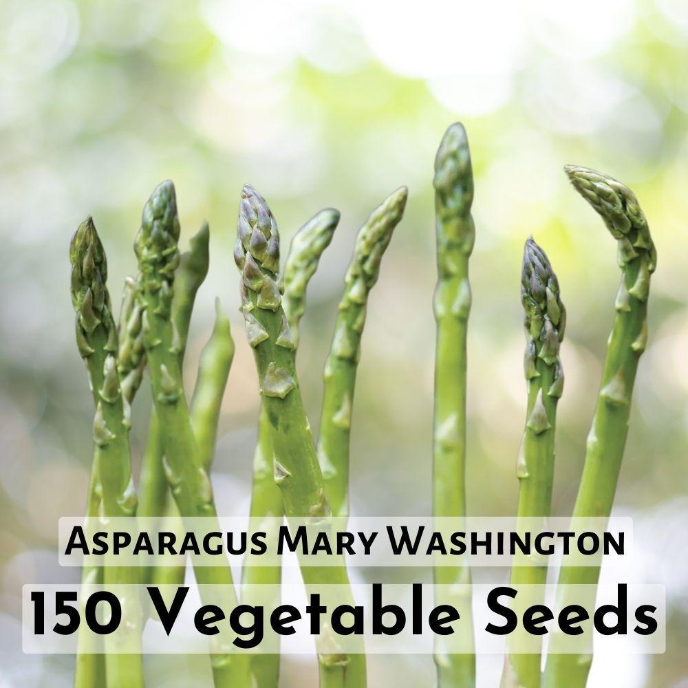 40 Seeds Asparagus Mary Washington Plant - $7.98