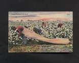Cotton thumb155 crop