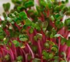 10 Pink Swiss Chard MICROGREEN Seeds Heirloom  Seeds for Sprouting Non-GMO - £8.26 GBP
