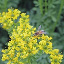 Ruta Graveolens Common Or Rue Herb Of Grace 10 Seeds USA Garden - £8.70 GBP