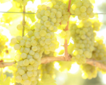 SAUVIGNON BLANC Grape Vine - 1 Bare Root Live Plant - Buy 4 get 1 free! - £22.73 GBP+