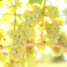 SAUVIGNON BLANC Grape Vine - 1 Bare Root Live Plant - Buy 4 get 1 free! - $28.45+