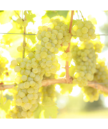 SAUVIGNON BLANC Grape Vine - 1 Bare Root Live Plant - Buy 4 get 1 free! - £22.67 GBP+