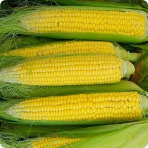 HSeeds Early Golden Bantam Corn Seeds 25 Ct Yellow Sweet Vegetable Heirloom Usa - £3.35 GBP