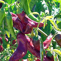 VP 25 Seeds Numex R Naky Pepper Garden Vegetables Planting Edible Food - £3.46 GBP