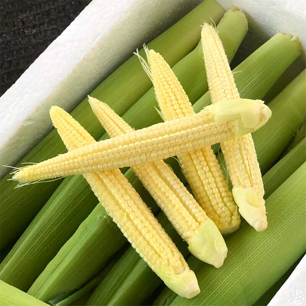 Elevate Your Crop with 50 F1 Sweet Baby Corn Seeds - £10.87 GBP