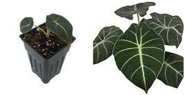 Alocasia Velvet Dwarf Black Exotic Leaves Multiple Stem Live Plant 2.5&quot; Pot - C2 - £60.95 GBP