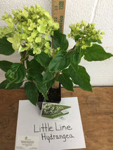 LITTLE LIME® Hydrangea PP#22330 qt pot image 5