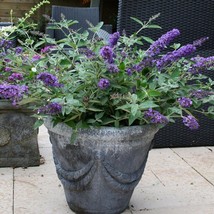 Live Plant - Blue Heaven Flutterby Petite Dwarf Butterfly Bush - 2 Gall Pot - £97.91 GBP