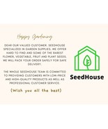 100 Peperomia Sandersii Piperaceae Watermelon Peperomia Evergreen Seeds - $8.70