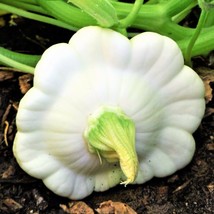 Early White Patty Pan Bush Scallop Custard Summer Squash USA Fast Shipping - $14.95