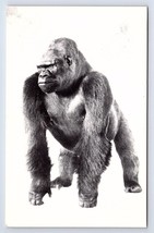 Postcard Field Museum Natural History Chicago Illinois Bushman Famous Gorilla - £7.81 GBP