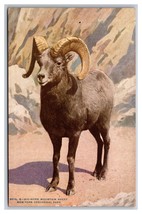 Big Horn Mountain Sheep New York Zoological Park NYZP NYC UNP DB Postcard Z8 - £3.99 GBP