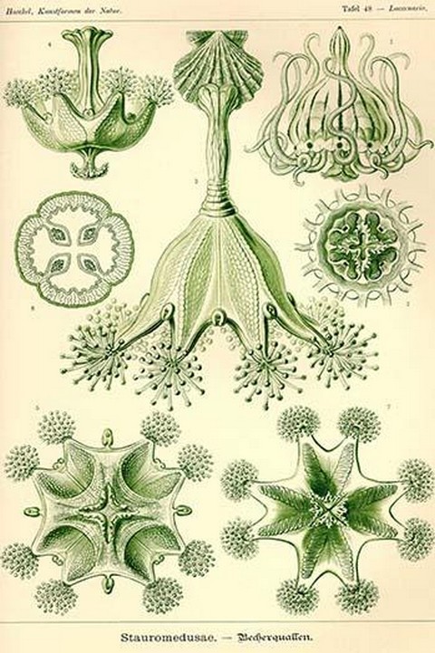 Stalked Jellyfish by Ernst Haeckel - Art Print - £17.29 GBP - £154.90 GBP
