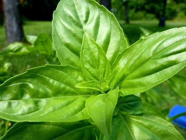 Great Germination Rate! 200 Sweet Basil Seeds - $2.50