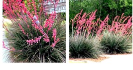 RED YUCCA 25 SEEDS (Hesperaloe parviflora) Hummingbird &amp; Butterfly Flower Plant - £15.74 GBP