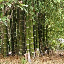 50 Giant Thorny Bamboo Privacy Climbing Garden Shade Perennial Seeds  - £15.76 GBP