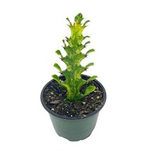 Variegated Euphorbia trigona, 4 inch pot Tricolor African Milktree, Varigated af - £17.47 GBP