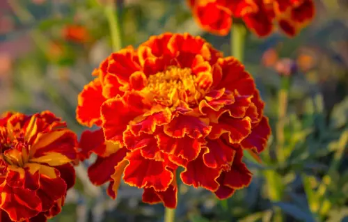 Red Cherry Marigold French Red Yellow 2 Tone Tagetes Patula Flower 200 Seeds Fre - £6.29 GBP