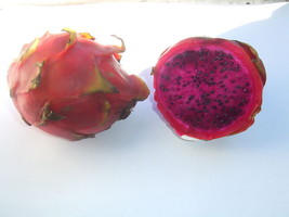 Dragon Fruit - Stenocereus - 50 seeds - $14.99