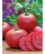 Fresh 50 Seeds Umamin Tomato Vegetable Fast Shiping - €5,89 EUR