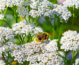 US Seller 500 Seeds Yarrow Western White Flowers Xeriscaping Dry Area - £8.13 GBP