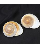 Naninia Citrina Bradybaenidae 80mm and 82mm  Tri Color - $21.49 CAD