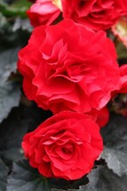 15 Trailing Begonia Limitless® Dark Red Pelleted Flower Seeds - $22.85