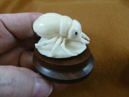 (tb-ins-10-1) Rhinoceros beetle Tagua NUT figurine Bali detailed insect - $48.97