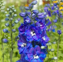 Sell Store 150 Seeds Delphinium King Arthur Royal Blue Purple Tall Perennial Gif - £7.06 GBP