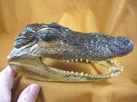 (G206-9) 6&quot; Gator Alligator Aligator Head Teeth Taxidermy Heads I Love Gators - £28.39 GBP