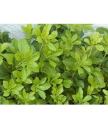 Pachysandra 30+ Plants Japanese Spurge Ground Cover Bare Root Evergreen Organic - $23.71