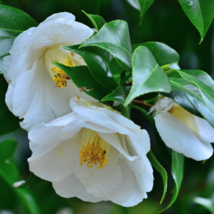 Camellia impatiens White Double Flowers 50 PCS Seeds - $9.71