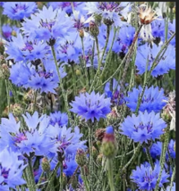 Dwarf Blue BACHELORS BUTTON CORNFLOWER 1000 Seeds - £7.85 GBP