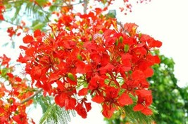 Fresh 25 Seeds Delonix Regia Royal Poinciana Flamboyant Flame Tree Ship From Usa - $21.96