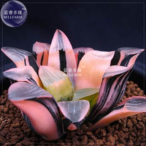 BELLFARM Haworthia Hybrid, 5 seeds / pack, pink black lovely bonsai home garden  - £9.24 GBP