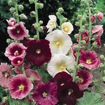 Hollyhock Seeds Hollyhock Alcea Rosea Indian Spring Flower Seed 1000 Seeds USA F - £13.10 GBP