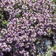 Creeping Thyme- Wild- 500 Seeds- BOGO 50% off SALE - £3.18 GBP