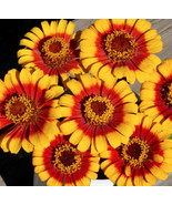 SML 500 Evening Primrose Seeds For Planting Bulk Seeds - €16,00 EUR
