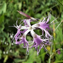 Dianthus Superbus Fringed Or Superb Pink 10 Seeds Seeds Fresh Fast Shipping - £15.16 GBP