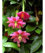 BRN Passiflora Mollissima 10 Seeds Banana Passion Fruit Garden Climbing ... - $14.62