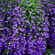Grow in US 600+ Purple Trailing Lobelia Flower Seeds Ground Cover Basket - £7.57 GBP