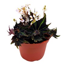 Begonia Breakdance Rhizomatous Rhizo in a 6 inch Green Black Gnarly Leaves - £21.75 GBP