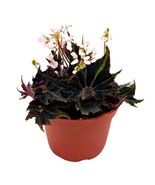 Begonia Breakdance Rhizomatous Rhizo in a 6 inch Green Black Gnarly Leaves - $523.51 MXN