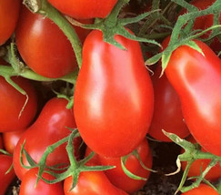 Bloomys Italian Roma Tomato Seeds 50 Determinate Garden Vegetables SauceUS Selle - $10.38