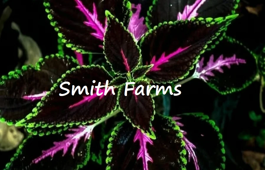 25+ Seeds Black Pink Coleus Flowers Easy to Grow Garden - $6.94