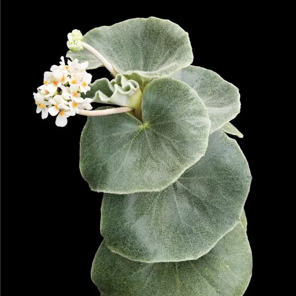 TISSS 15 Seeds Begonia Venosa House Plant Garden Flowers USA Seller - $10.51