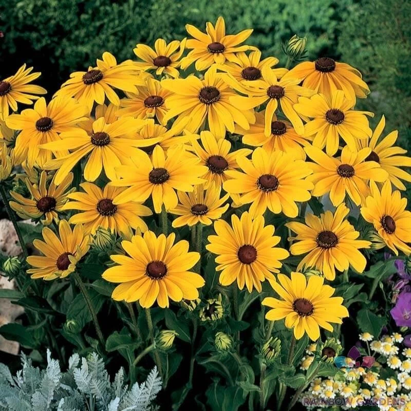 200 Indian Summer Rudbeckia Seeds Planting Fast US Shipping - €9,15 EUR