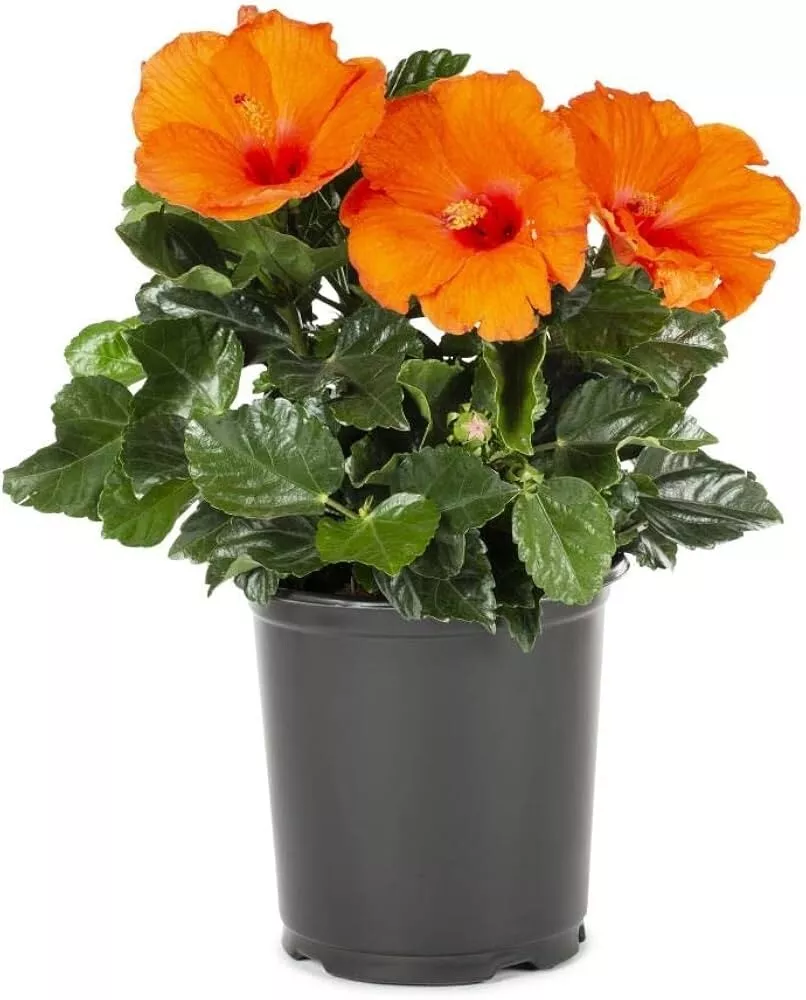 Hibiscus Orange 1 Gallon Plant Tropical Chinese Plant Jasvandi Live Plant  - $44.20
