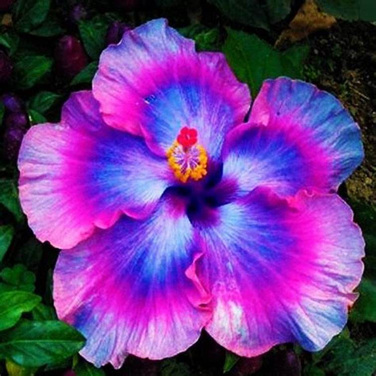 Flower Seeds Giant purple Hibiscus Exotic Coral Flowers, 20 seeds